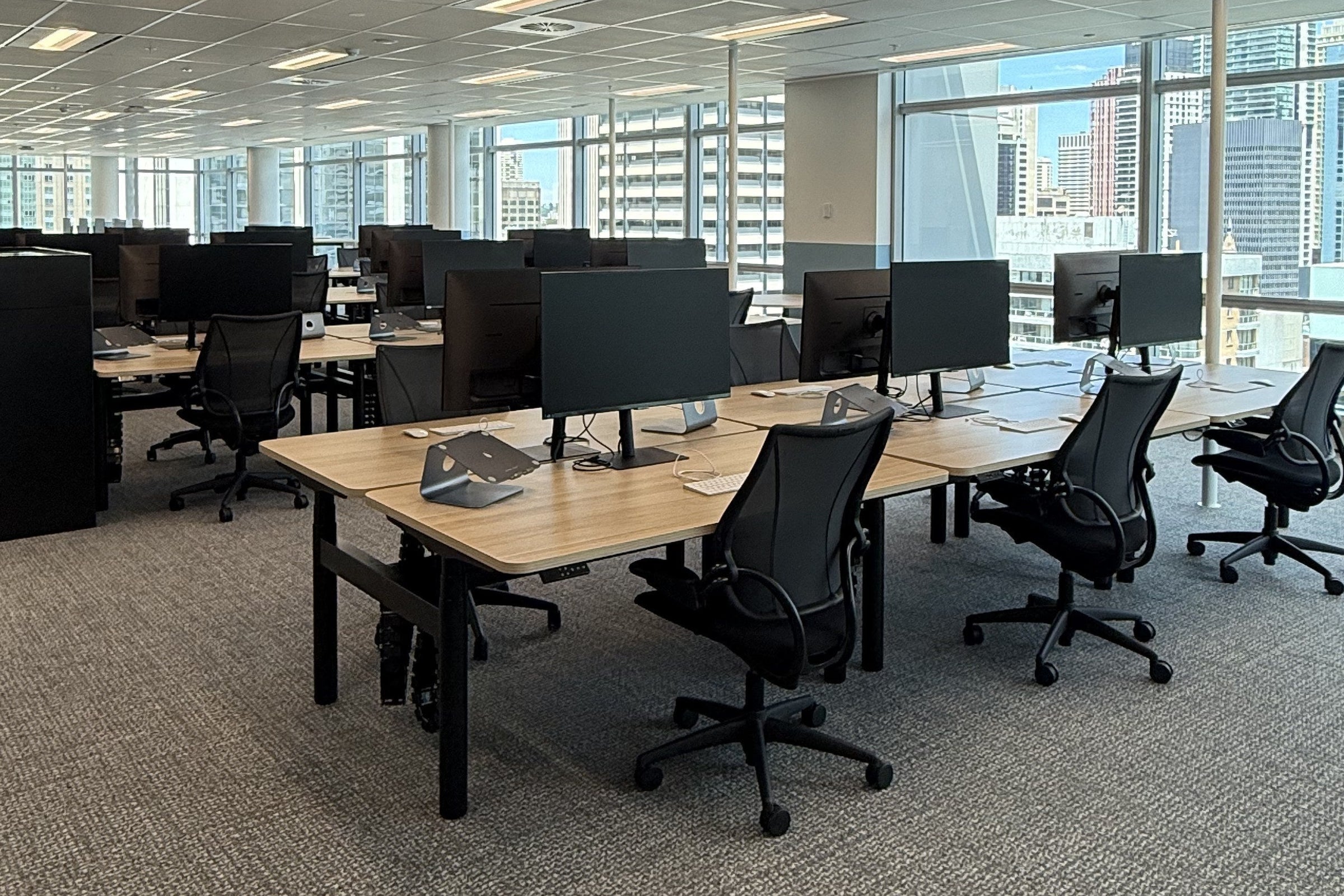 Open plan workstation field on a Sydney CBD office floor, with electric sit to stand desks, pale oak tops and black mesh backed task chairs running parallel to a full height window wall